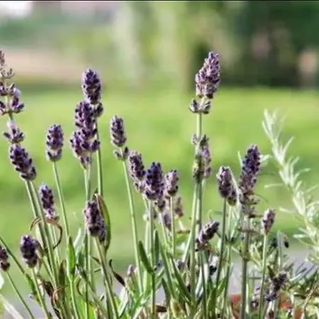 Rabtours Apartament *