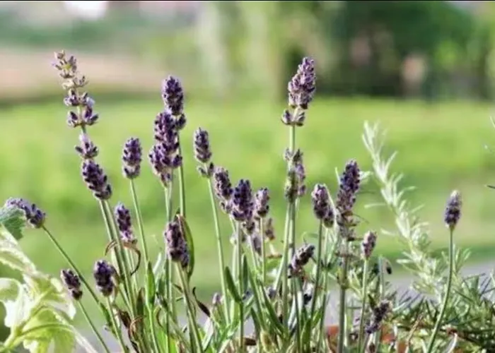 Rabtours Lejlighed *